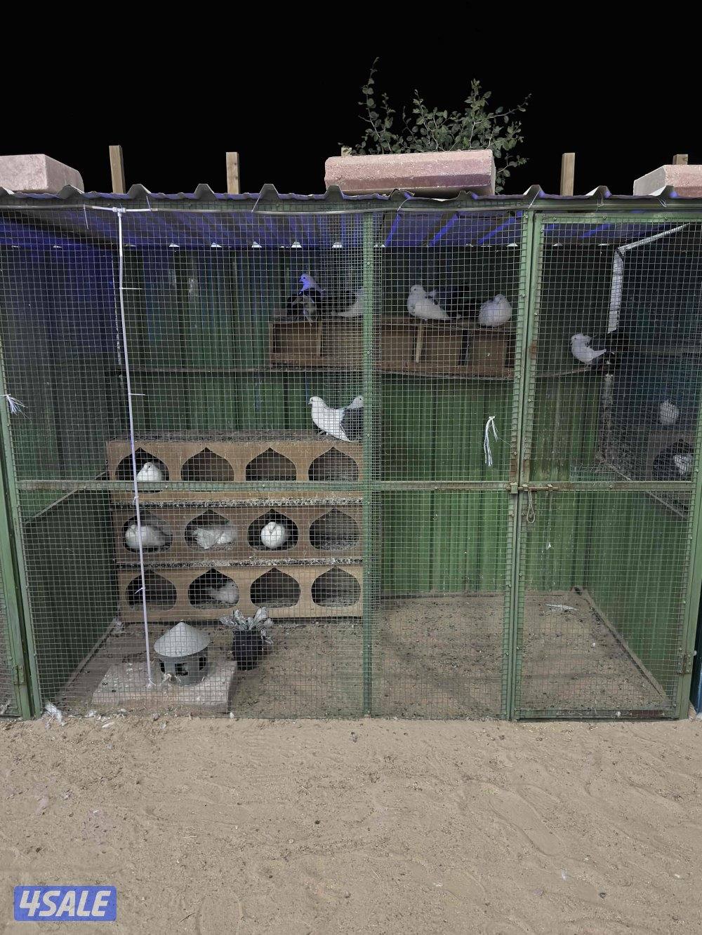 للبيع حمام زينه فاخر جملة مع المحكر3