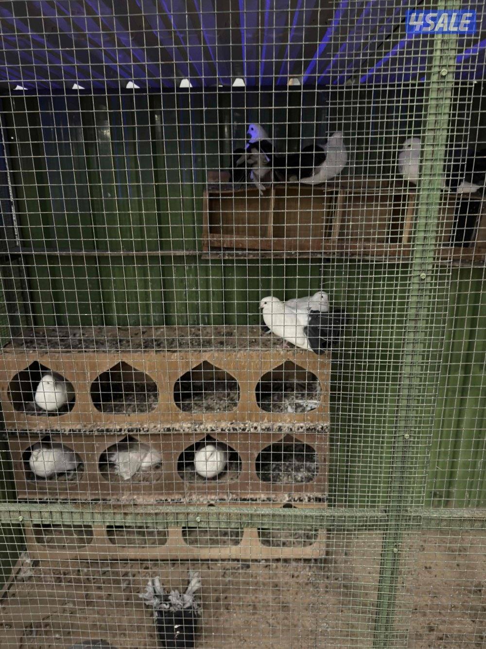 للبيع حمام زينه فاخر جملة مع المحكر4
