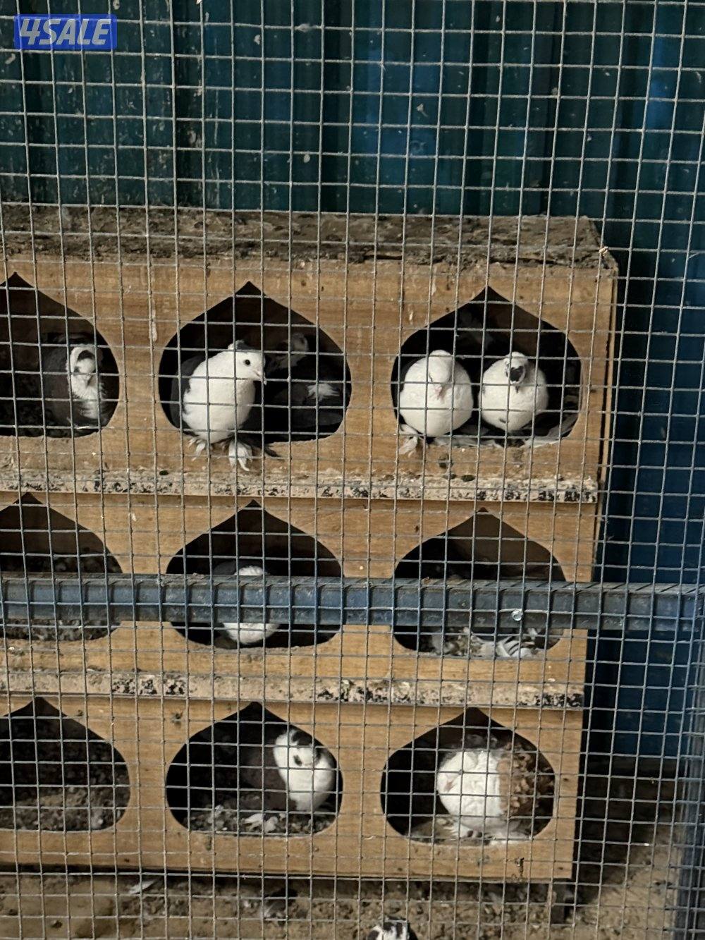 للبيع حمام زينه فاخر جملة مع المحكر6