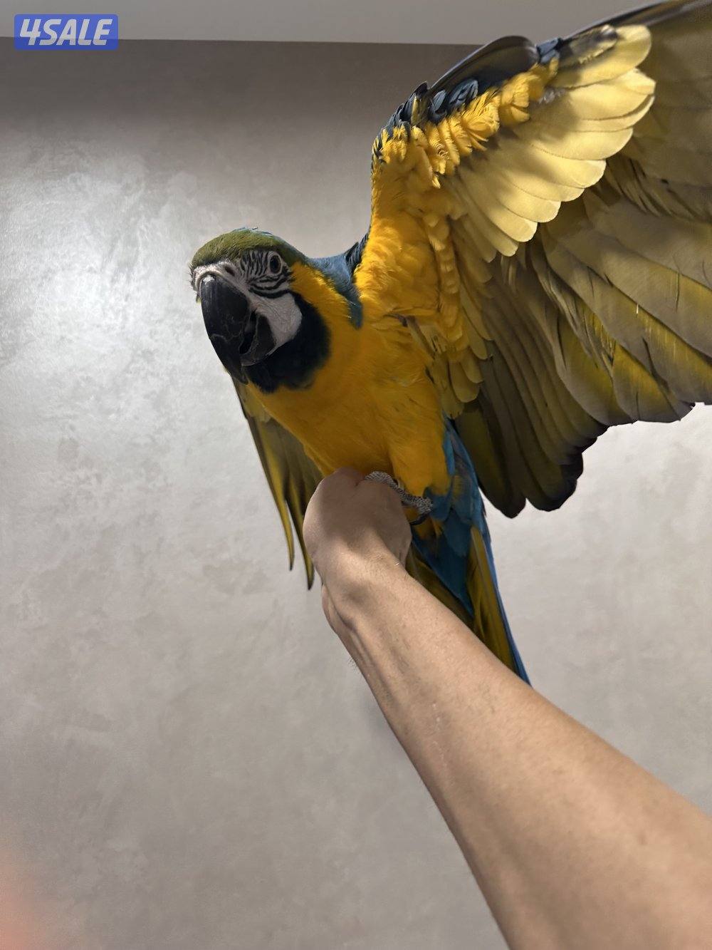 بلو اند قولد مكاو1