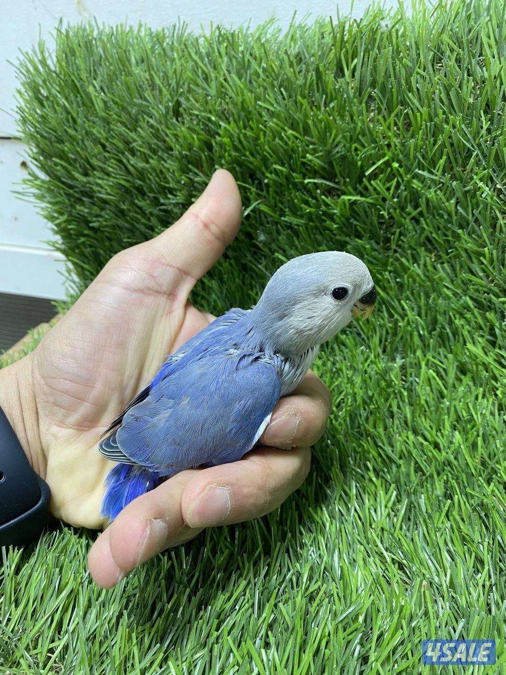 فروخ لوف بيرد انتاج الكويت1