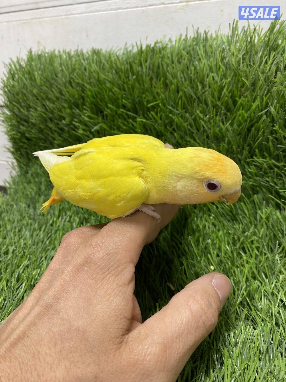 فروخ لوف بيرد انتاج الكويت2