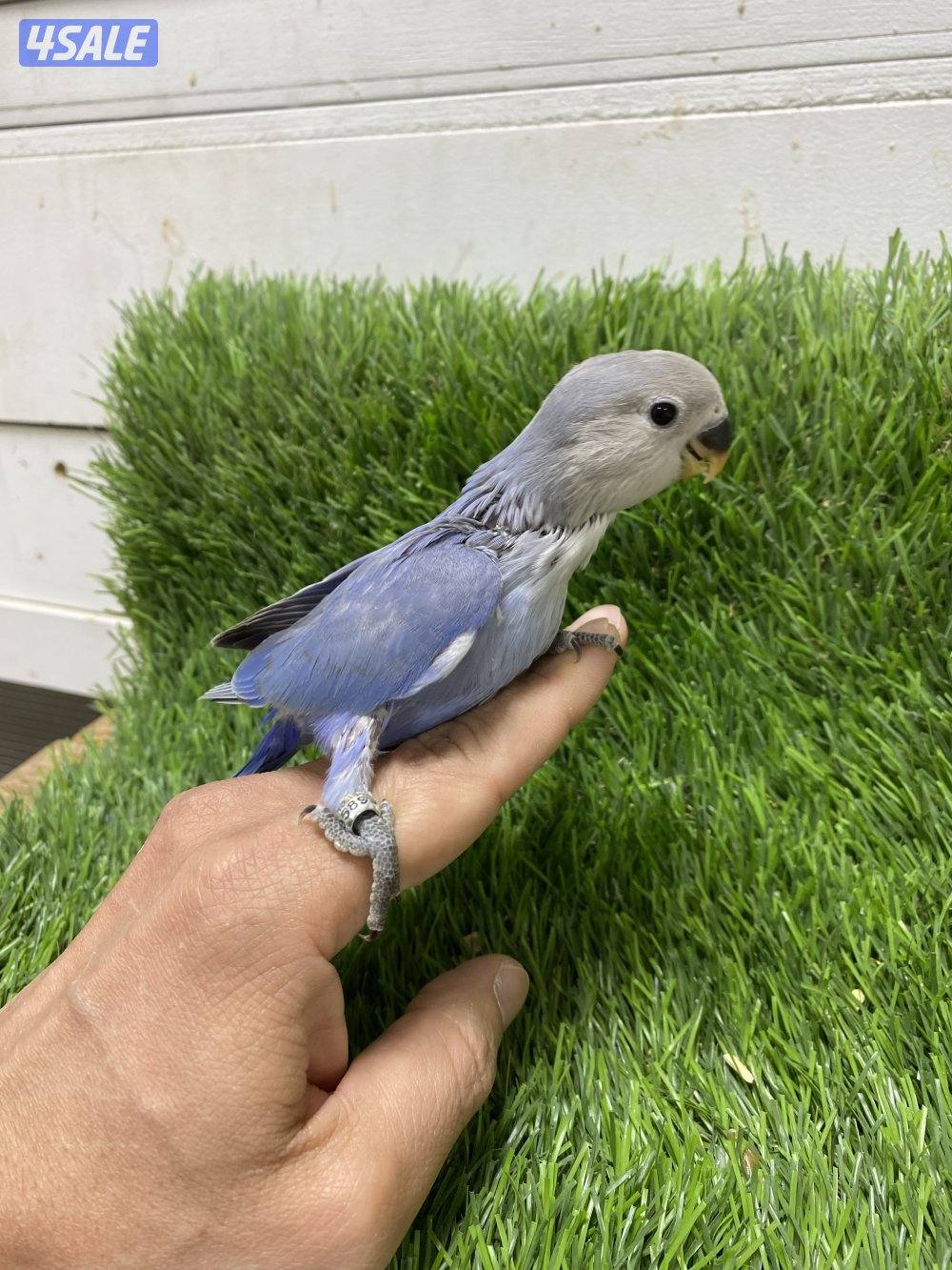 فروخ لوف بيرد انتاج الكويت3