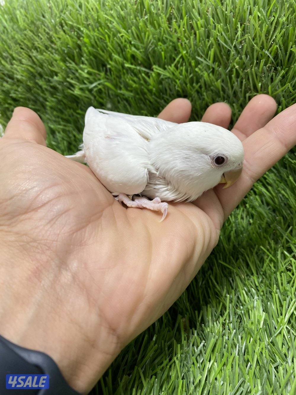 فروخ لوف بيرد انتاج الكويت4