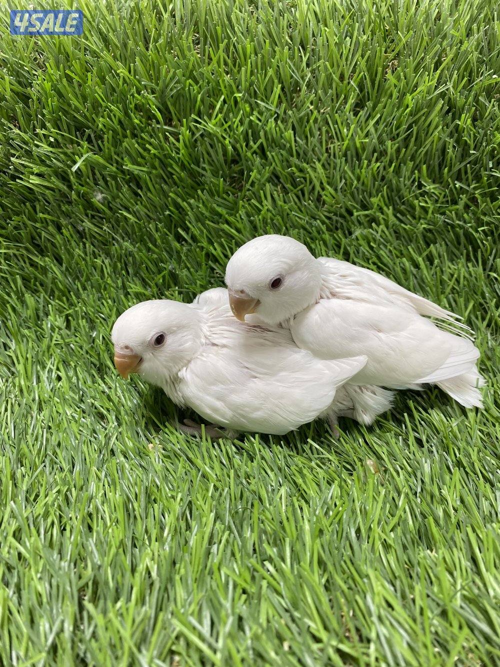 فروخ لوف بيرد انتاج الكويت5