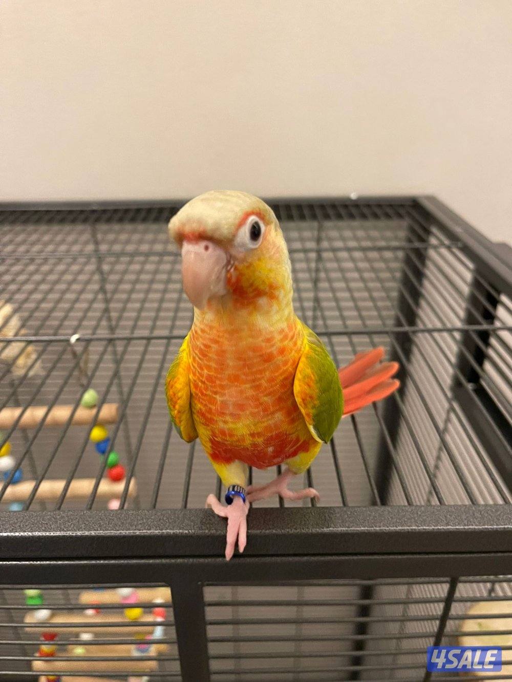 كنيور ربوة1