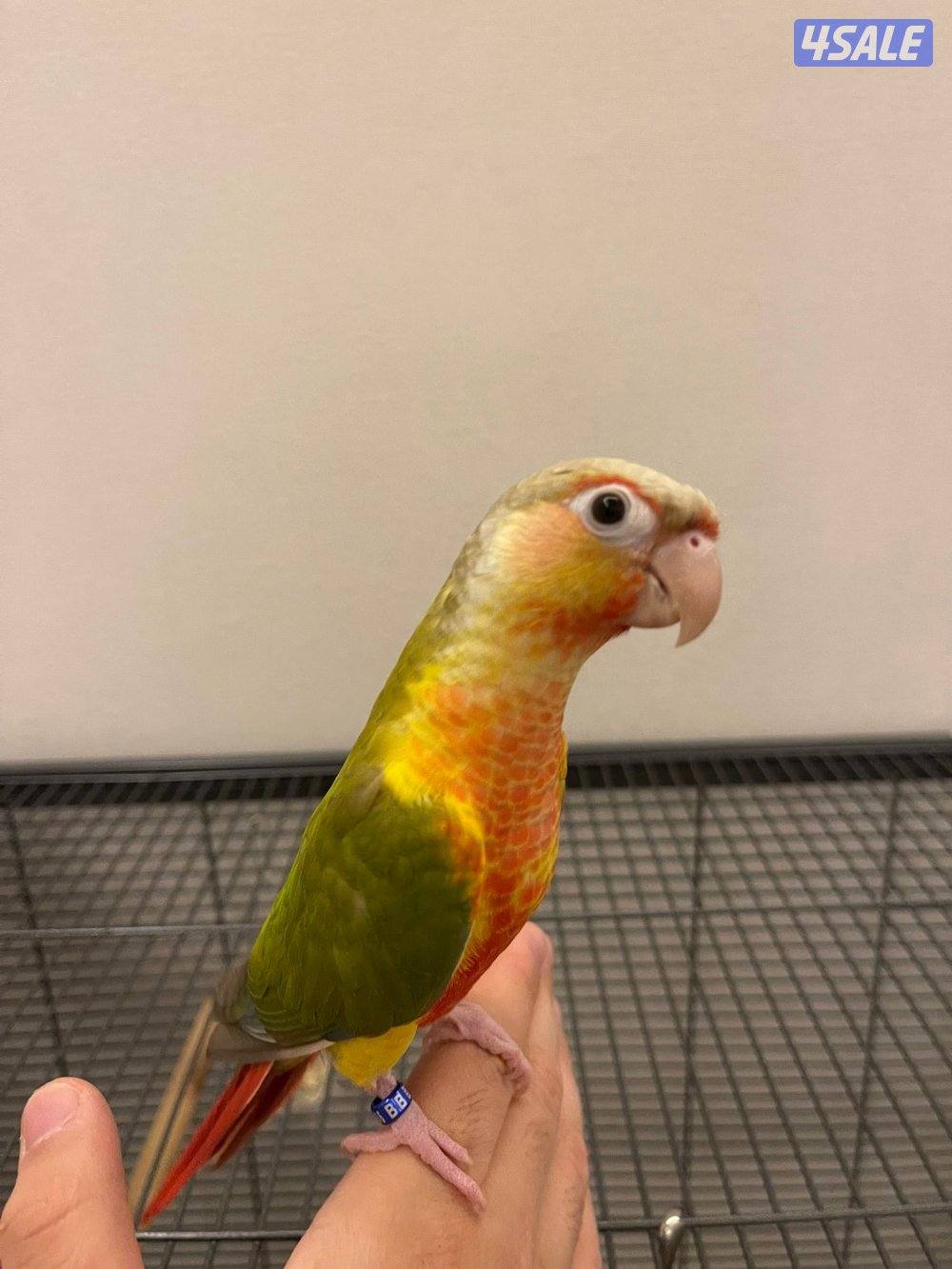 كنيور ربوة2