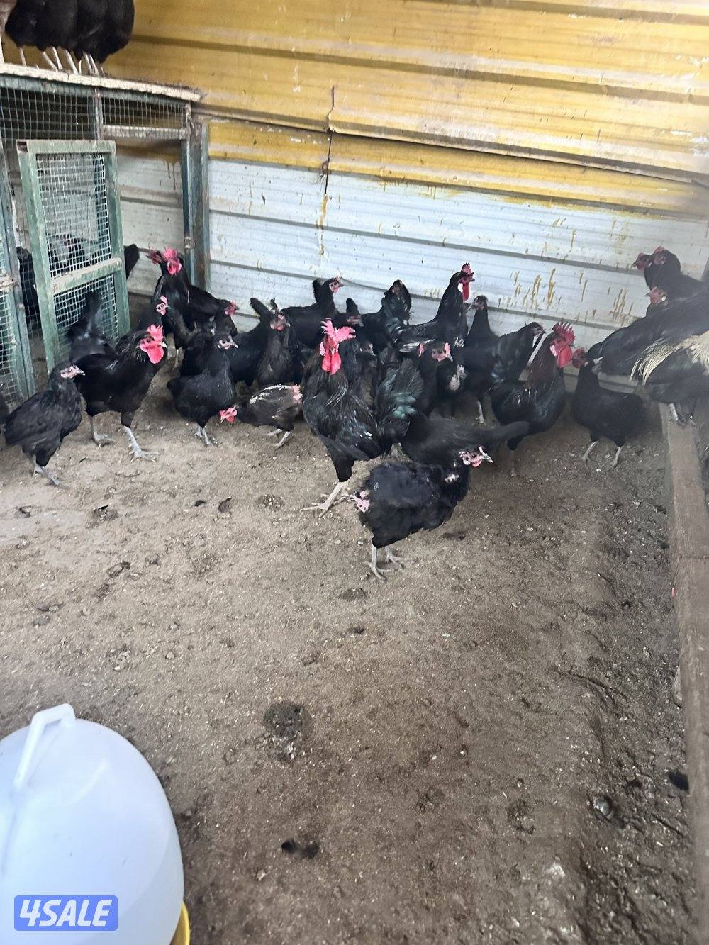 دجاج عقارب اللون اسود0