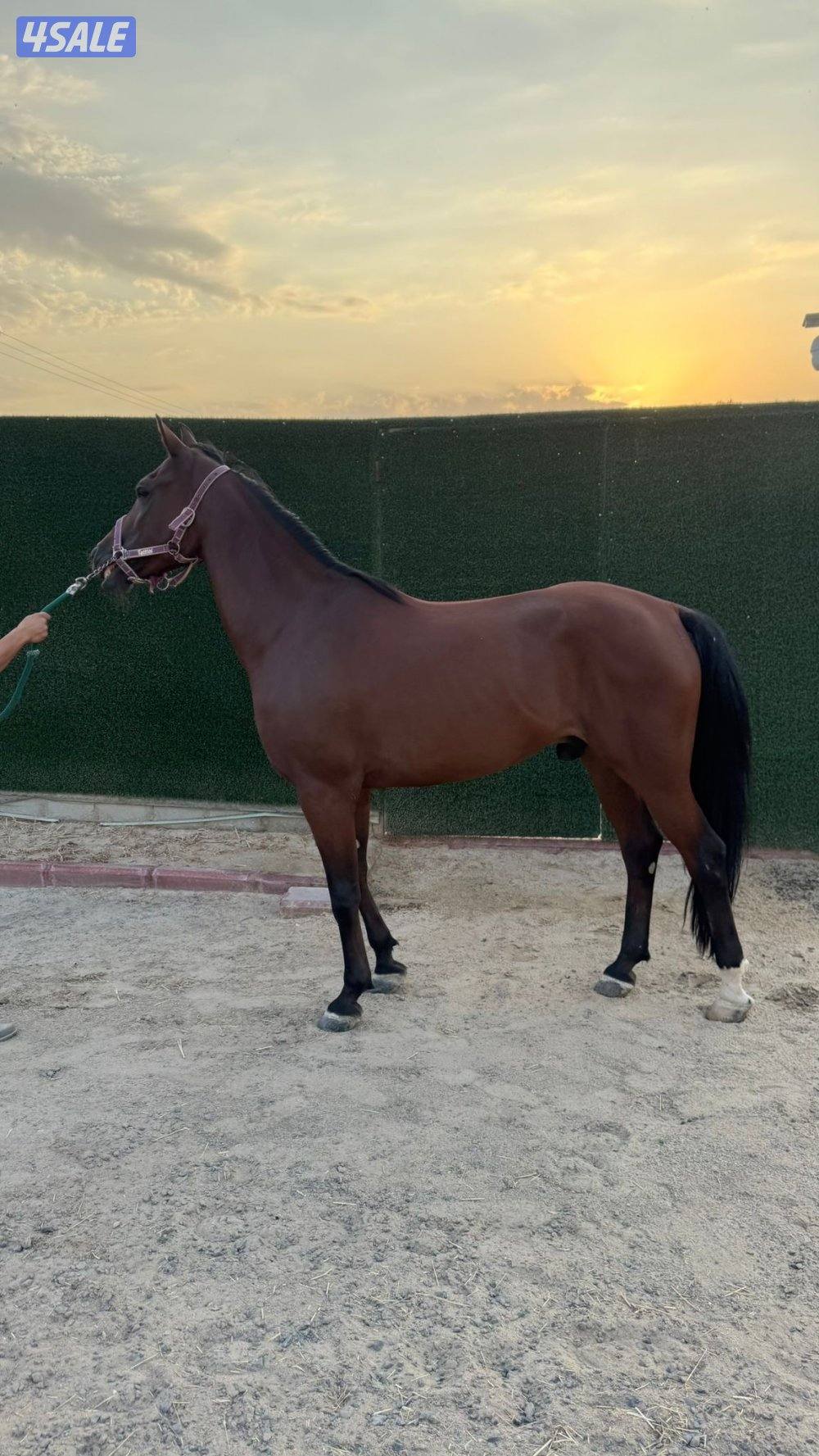 للبيع حصان فرنسي0