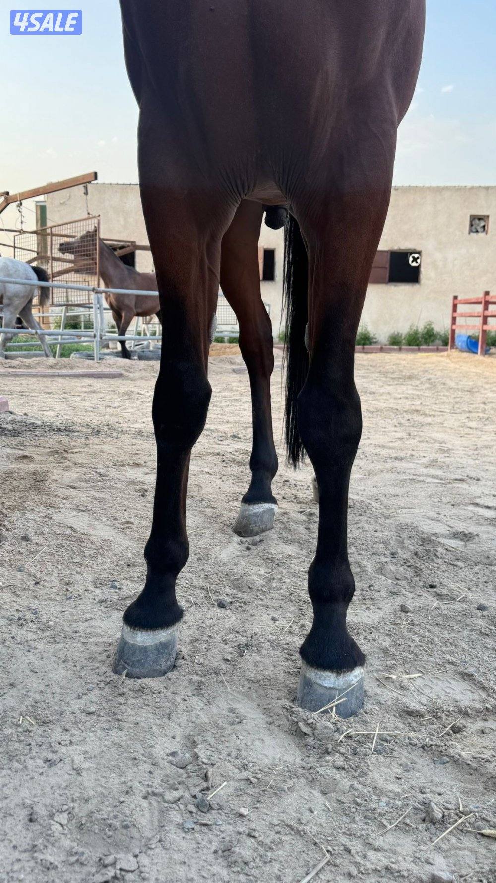 للبيع حصان فرنسي1