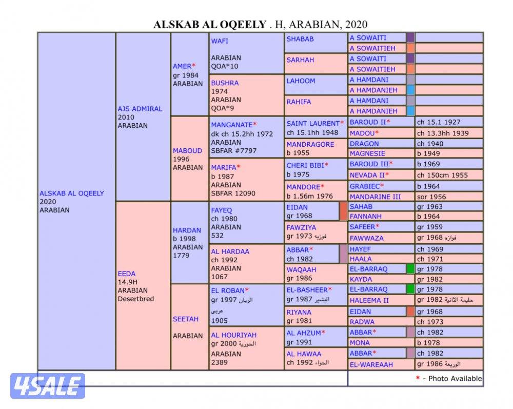 للبيع حصان فرنسي2