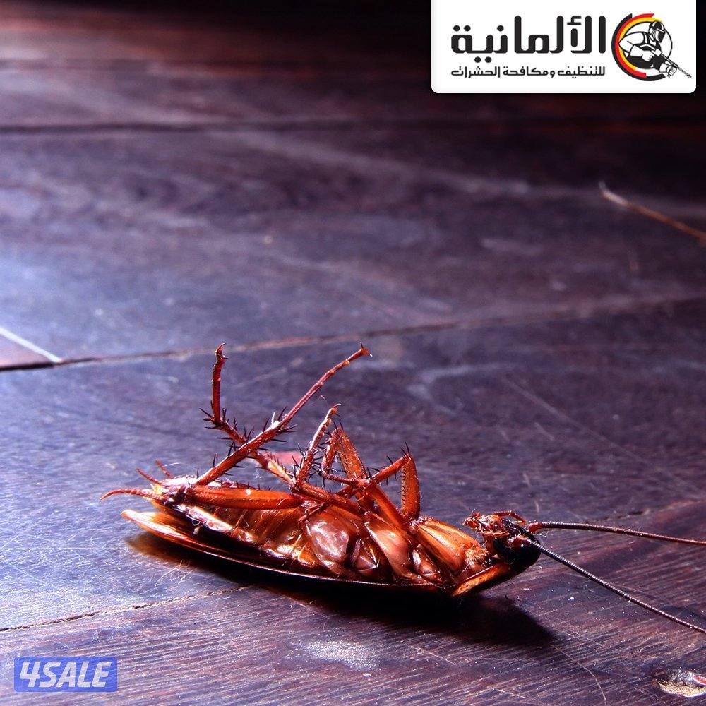 مكافحة حشرات وقوارض وبق الفراش بالكويت7
