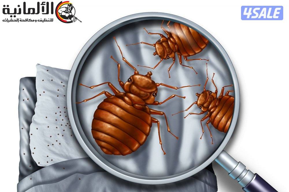 مكافحة حشرات وقوارض وبق الفراش بالكويت9