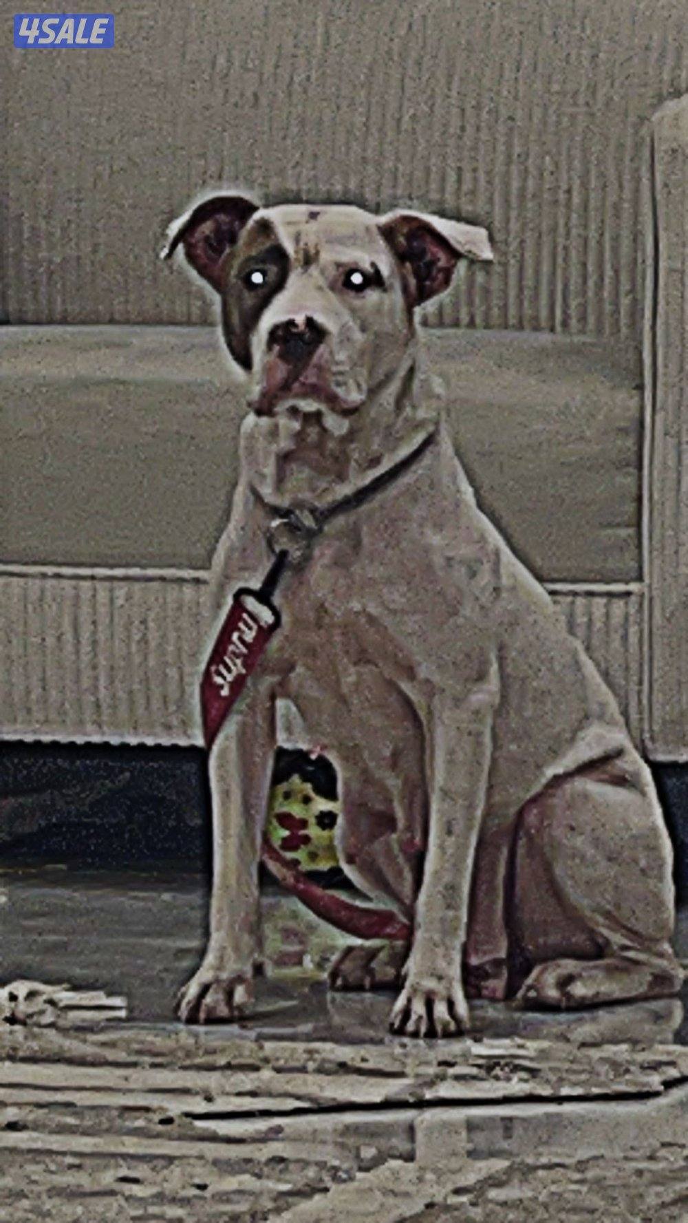 للبيع كلاب مكس بتوبل و امريكان بولي ام و عيالها0