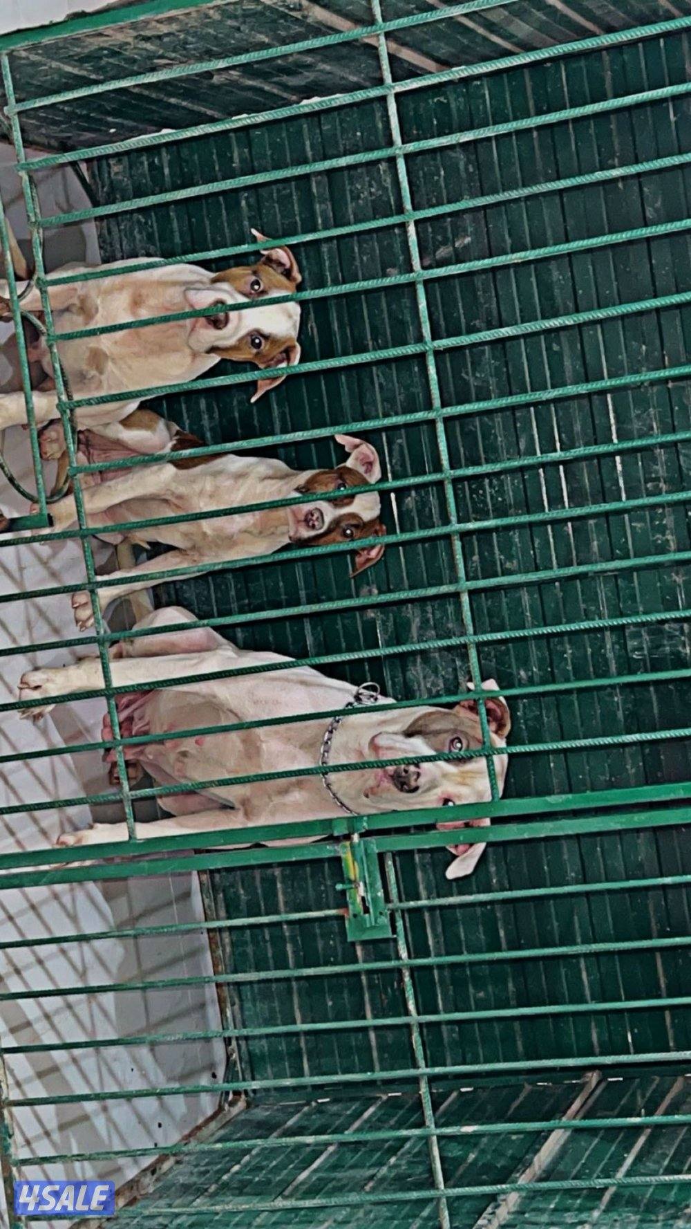 للبيع كلاب مكس بتوبل و امريكان بولي ام و عيالها1