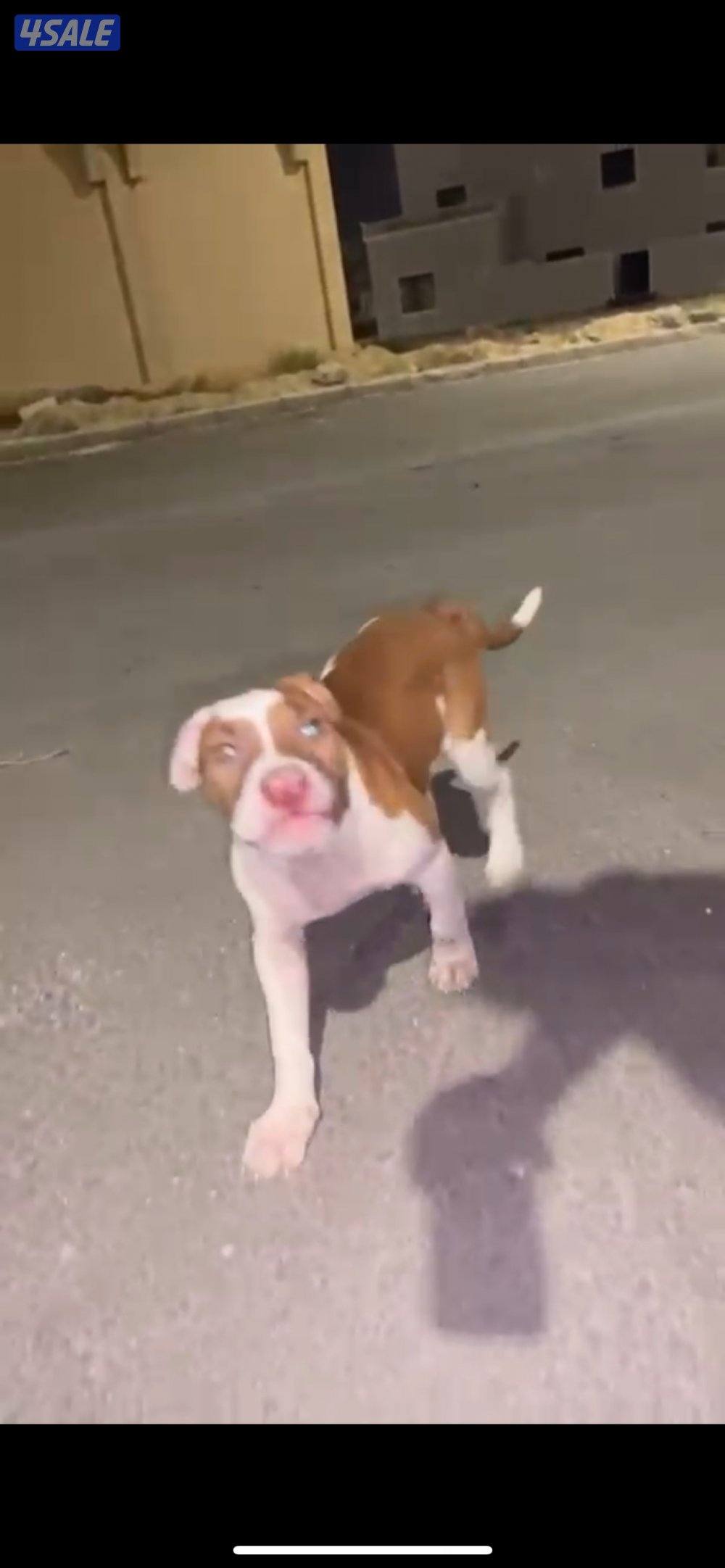 للبيع كلاب مكس بتوبل و امريكان بولي ام و عيالها2