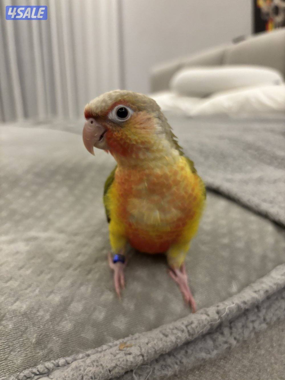 كنيور ربوة0