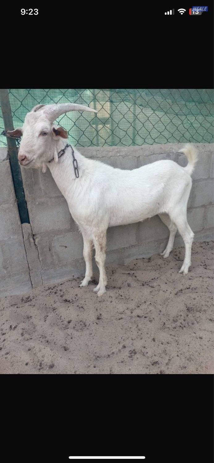 للبيع تيوس سانين سلاله منتجه للحليب و تطوير الحلال0