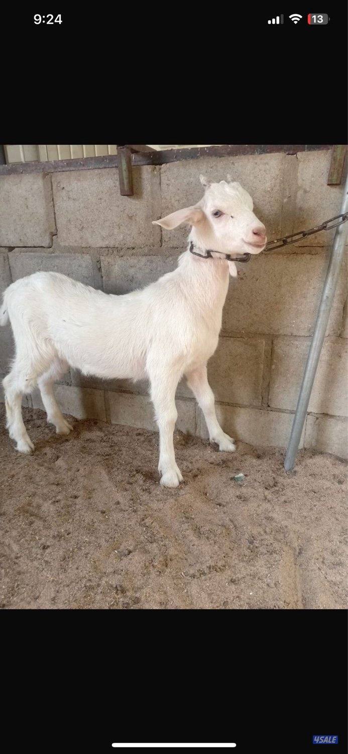 للبيع تيوس سانين سلاله منتجه للحليب و تطوير الحلال1