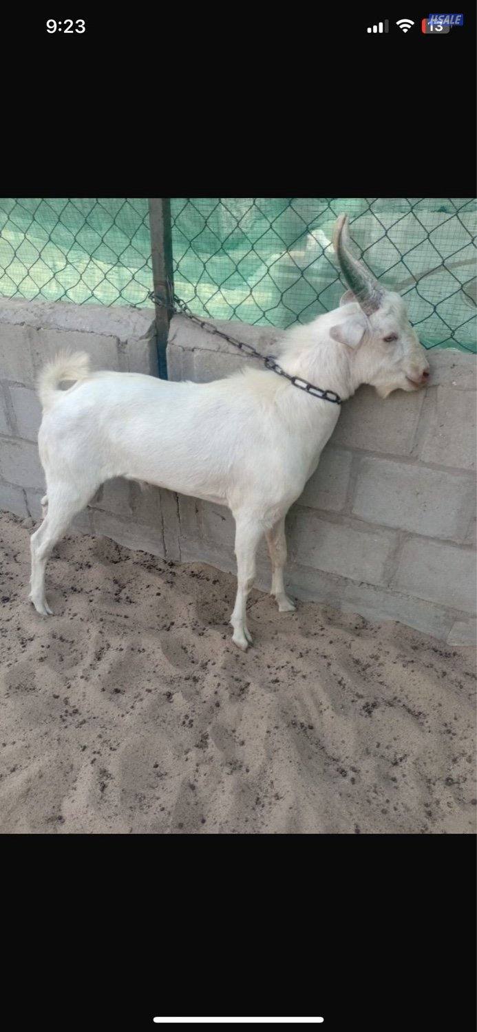 للبيع تيوس سانين سلاله منتجه للحليب و تطوير الحلال2