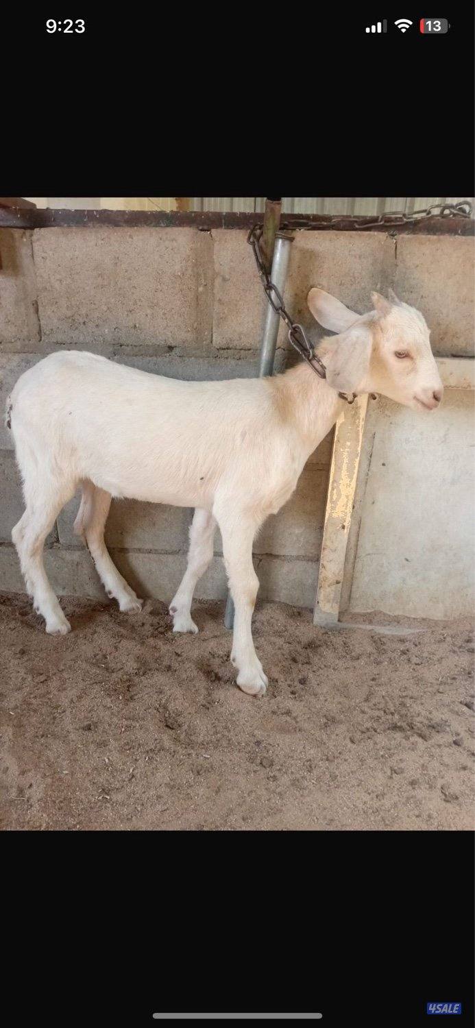 للبيع تيوس سانين سلاله منتجه للحليب و تطوير الحلال3