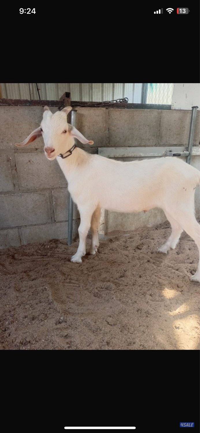 للبيع تيوس سانين سلاله منتجه للحليب و تطوير الحلال4