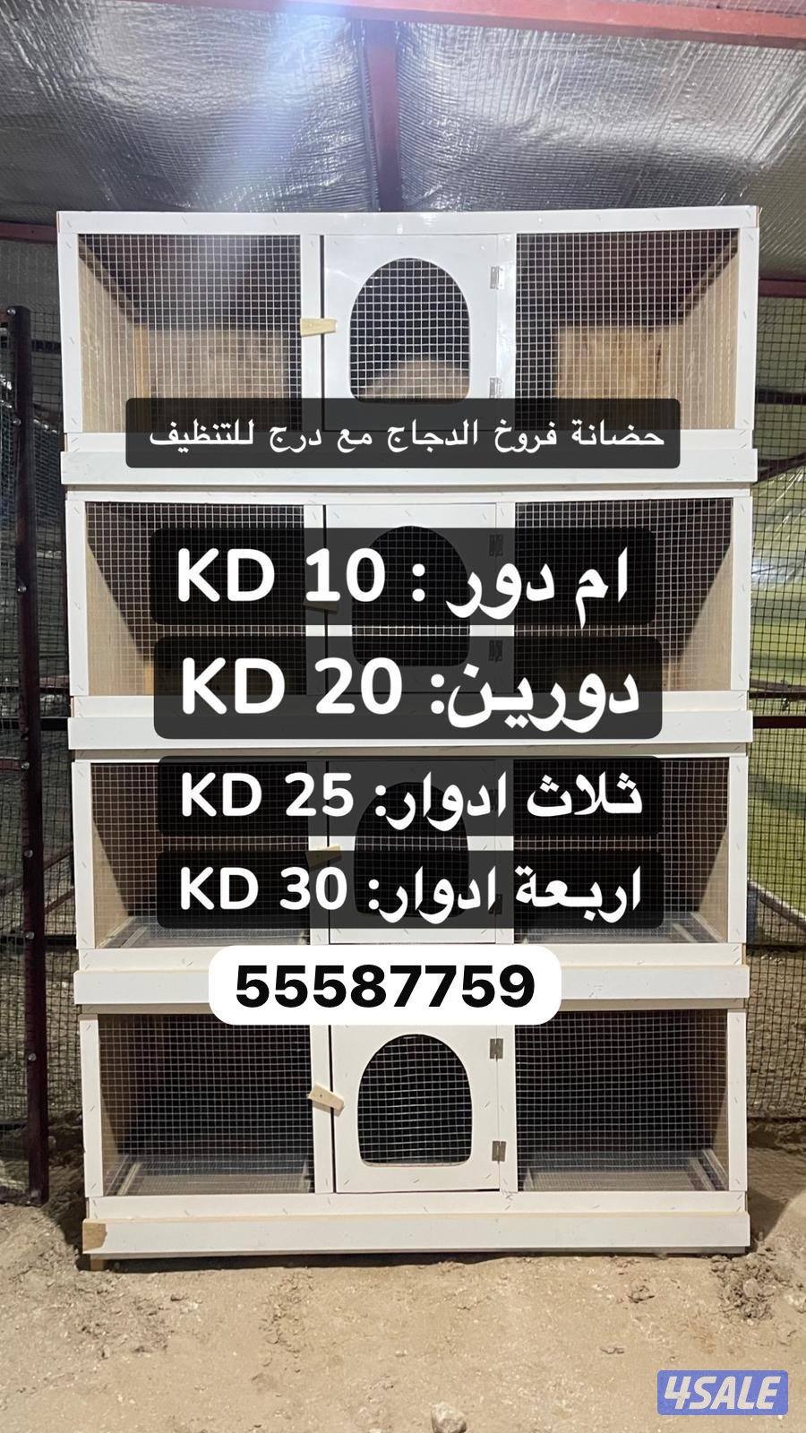 بيض عربي وصيصان3