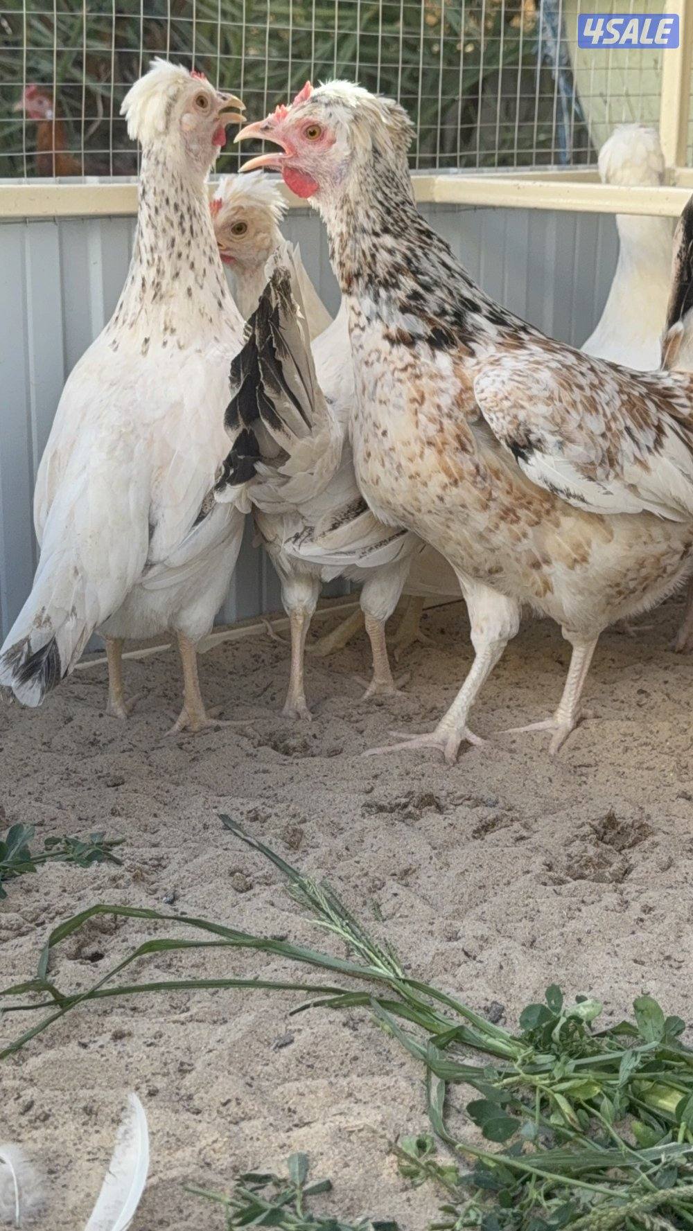 بيض عربي وصيصان1