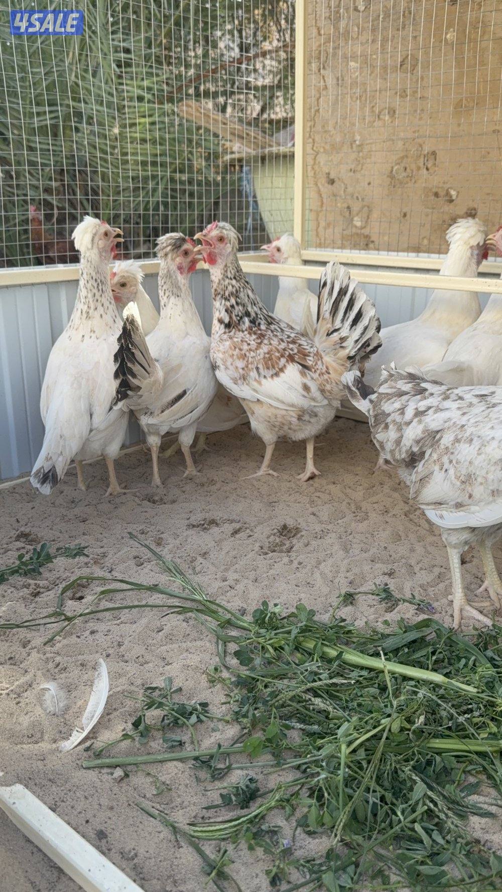 بيض عربي وصيصان2