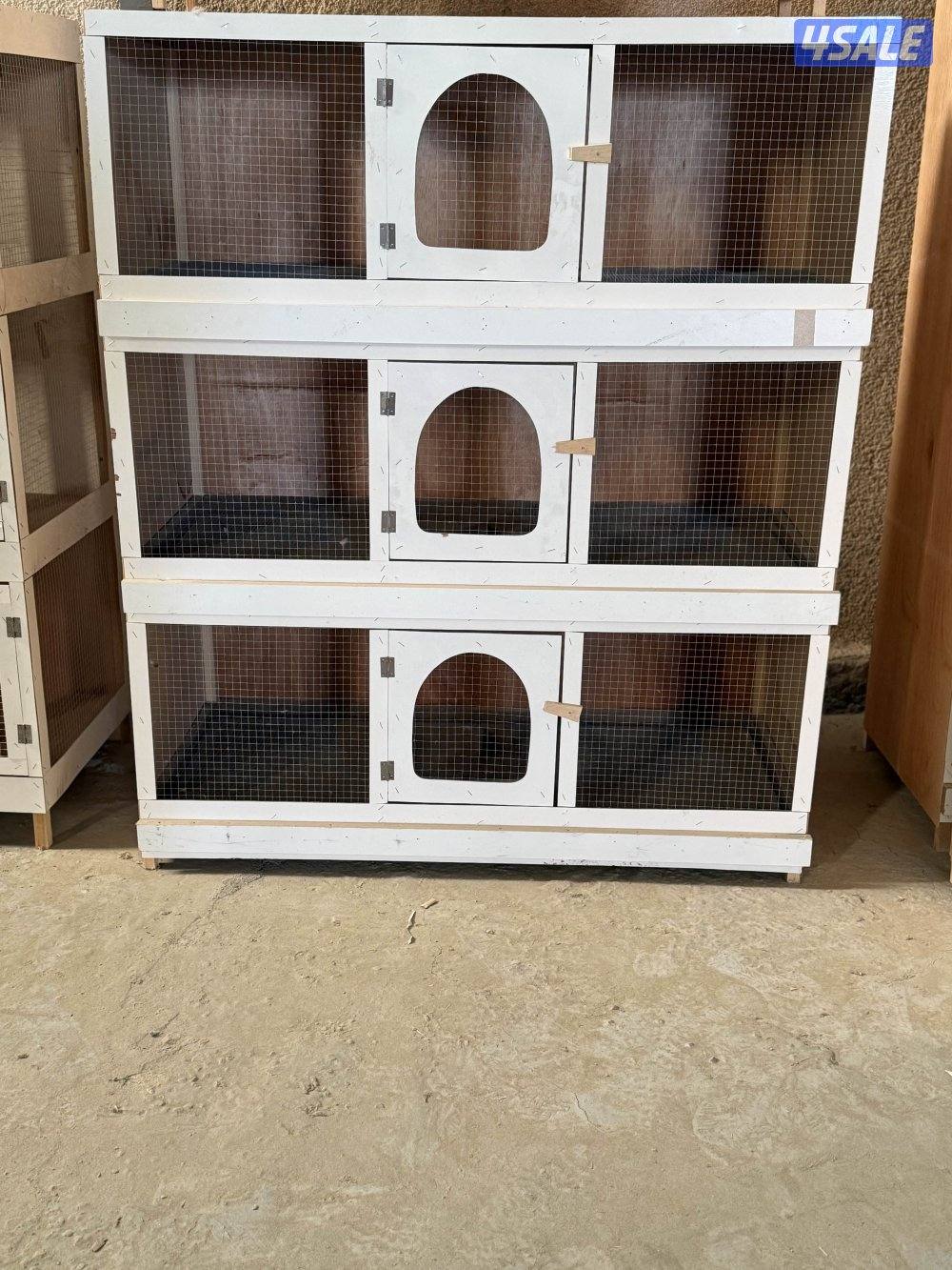 بيض عربي وصيصان4