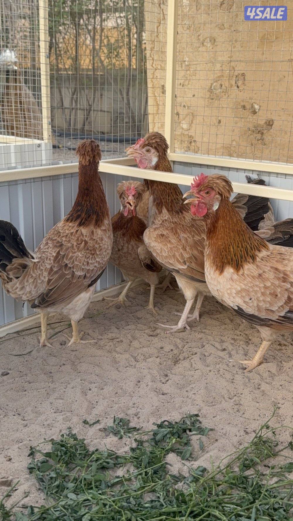 بيض عربي وصيصان5