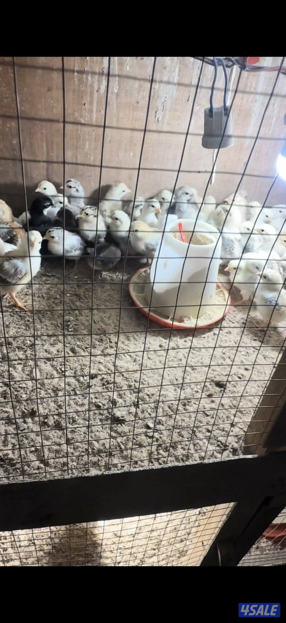 بيض عربي وصيصان6