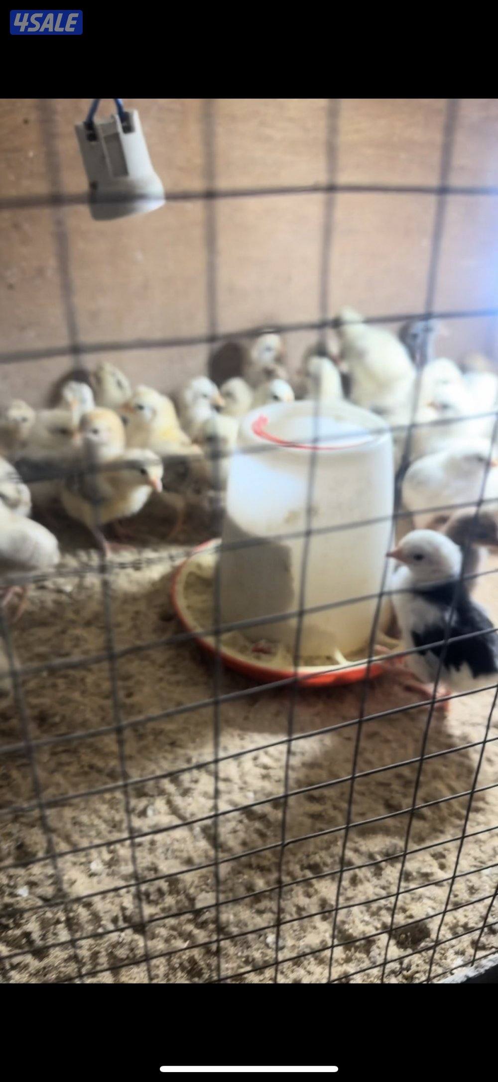 بيض عربي وصيصان7