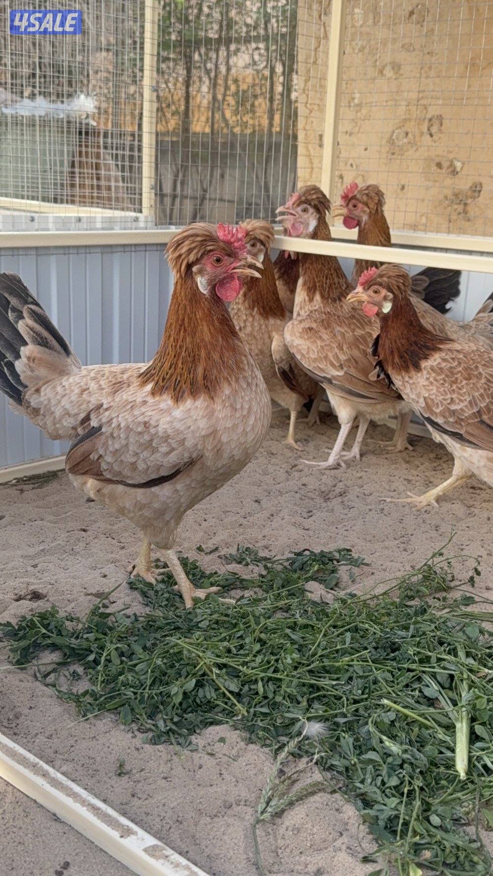 بيض عربي وصيصان8