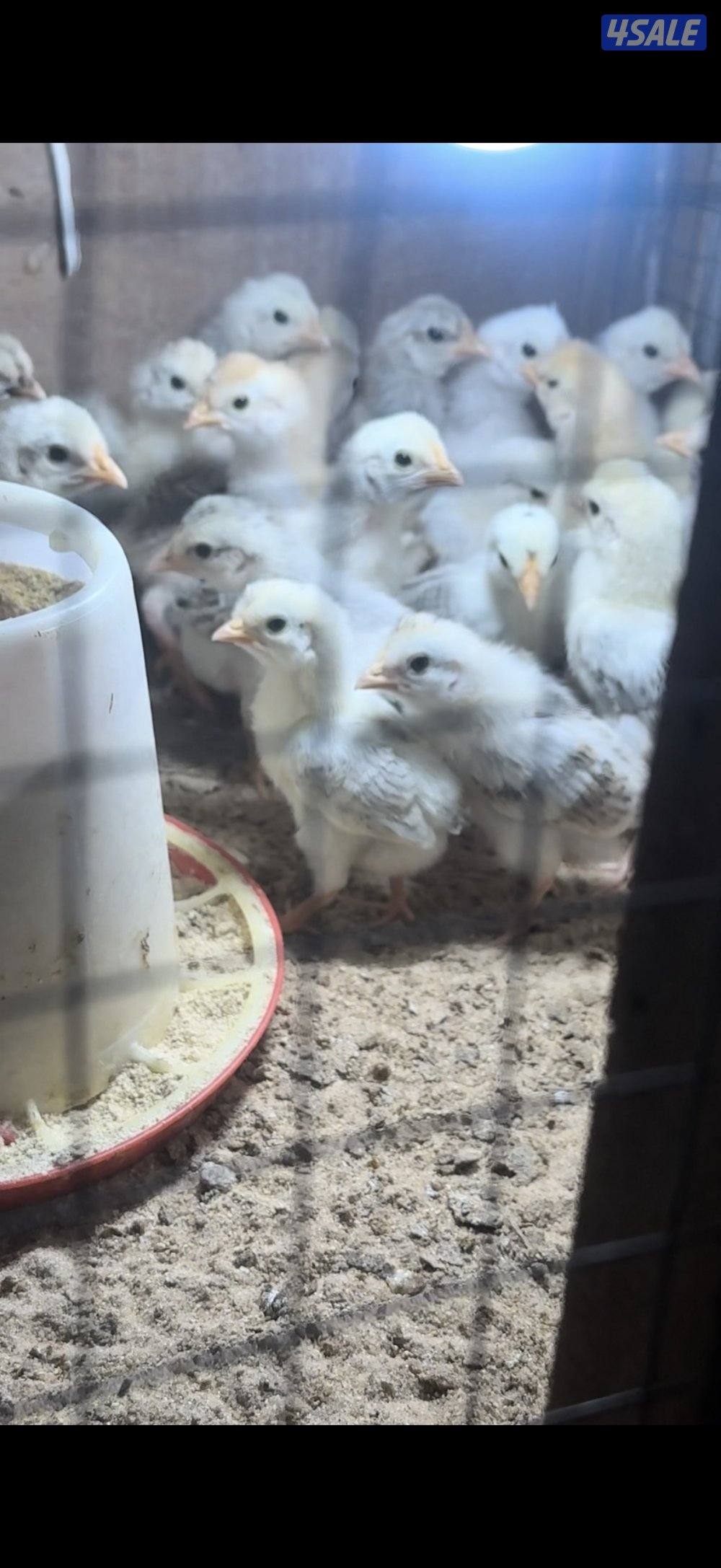 بيض عربي وصيصان9