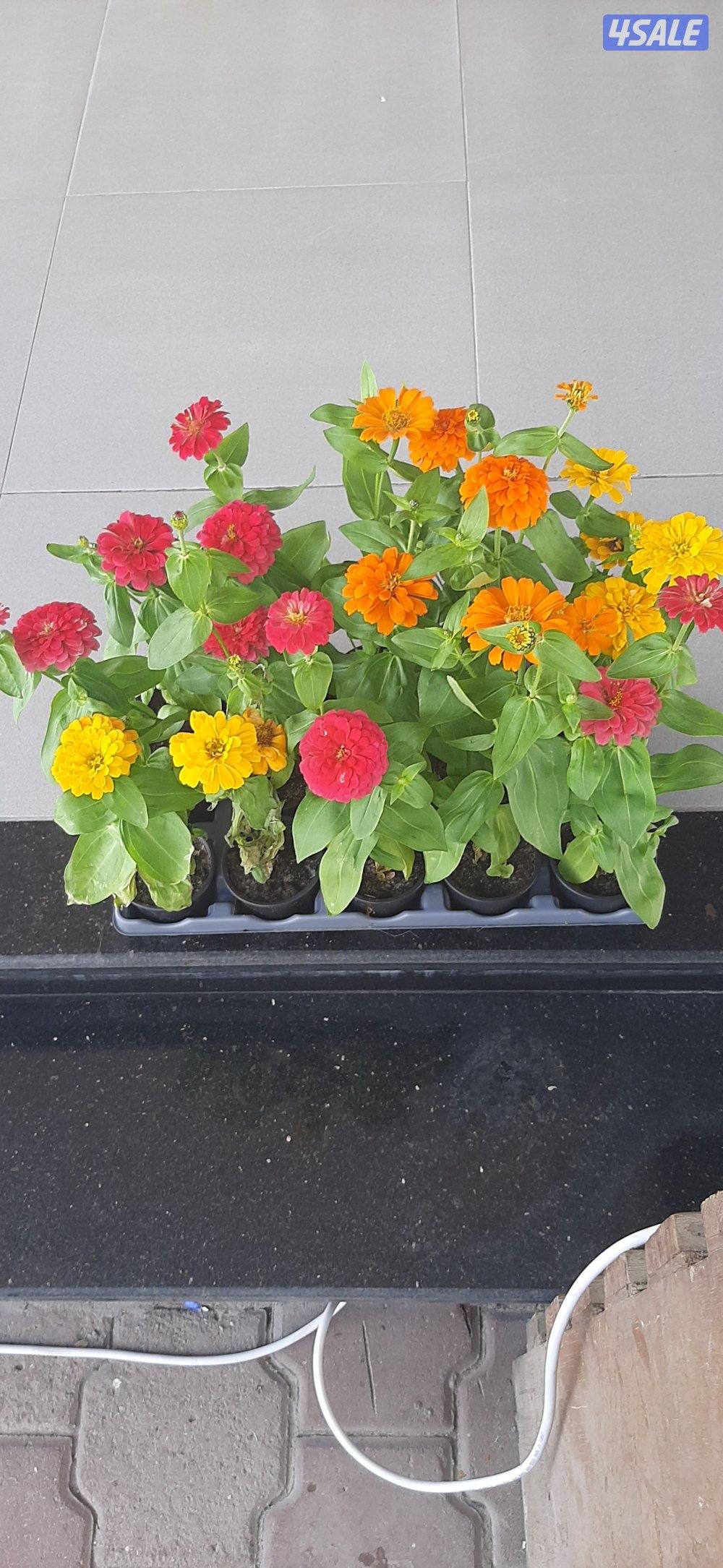 مدير وشيف شاورما سوري0