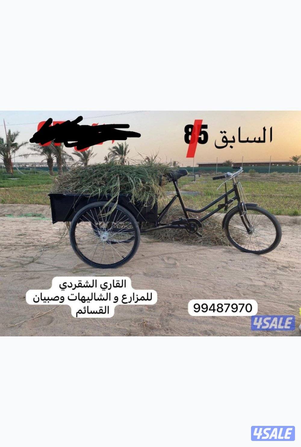 القاري الشقردي - تصفية0