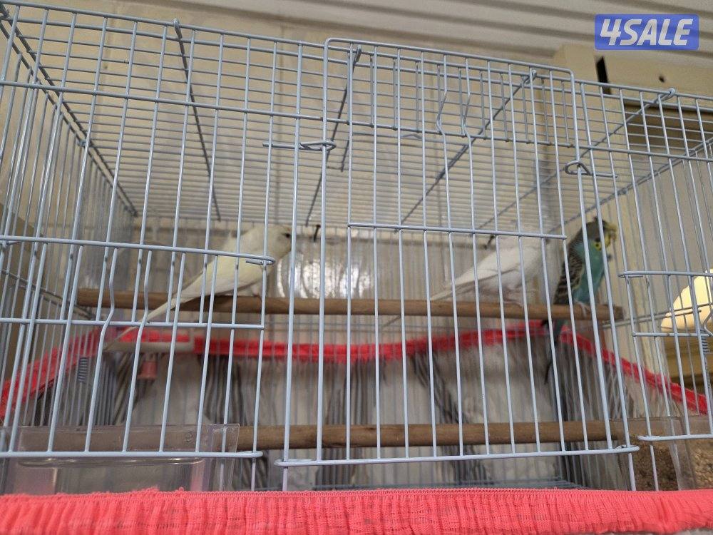 زوج هوقو هولندي نادر ...1