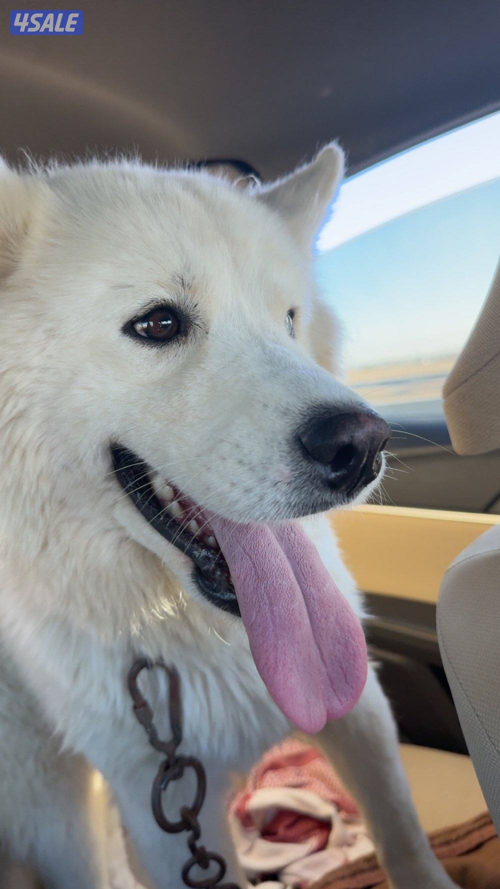 كلب هاسكي ابيض0