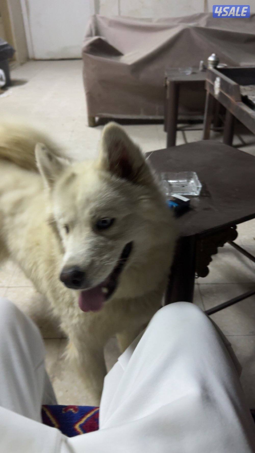 كلب هاسكي ابيض1