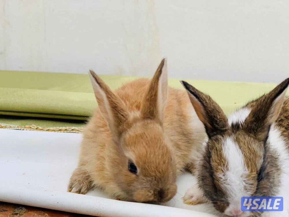 للبيع أرانب فرنسية صغار 🐰1