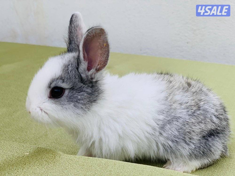 للبيع أرانب فرنسية صغار 🐰0