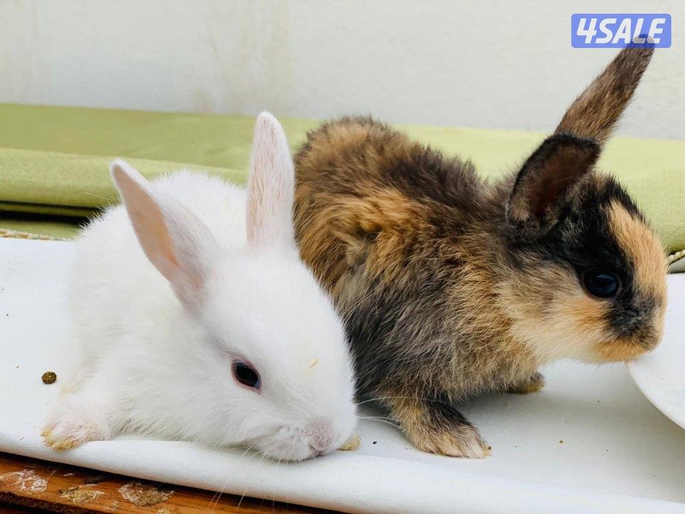 للبيع أرانب فرنسية صغار 🐰5