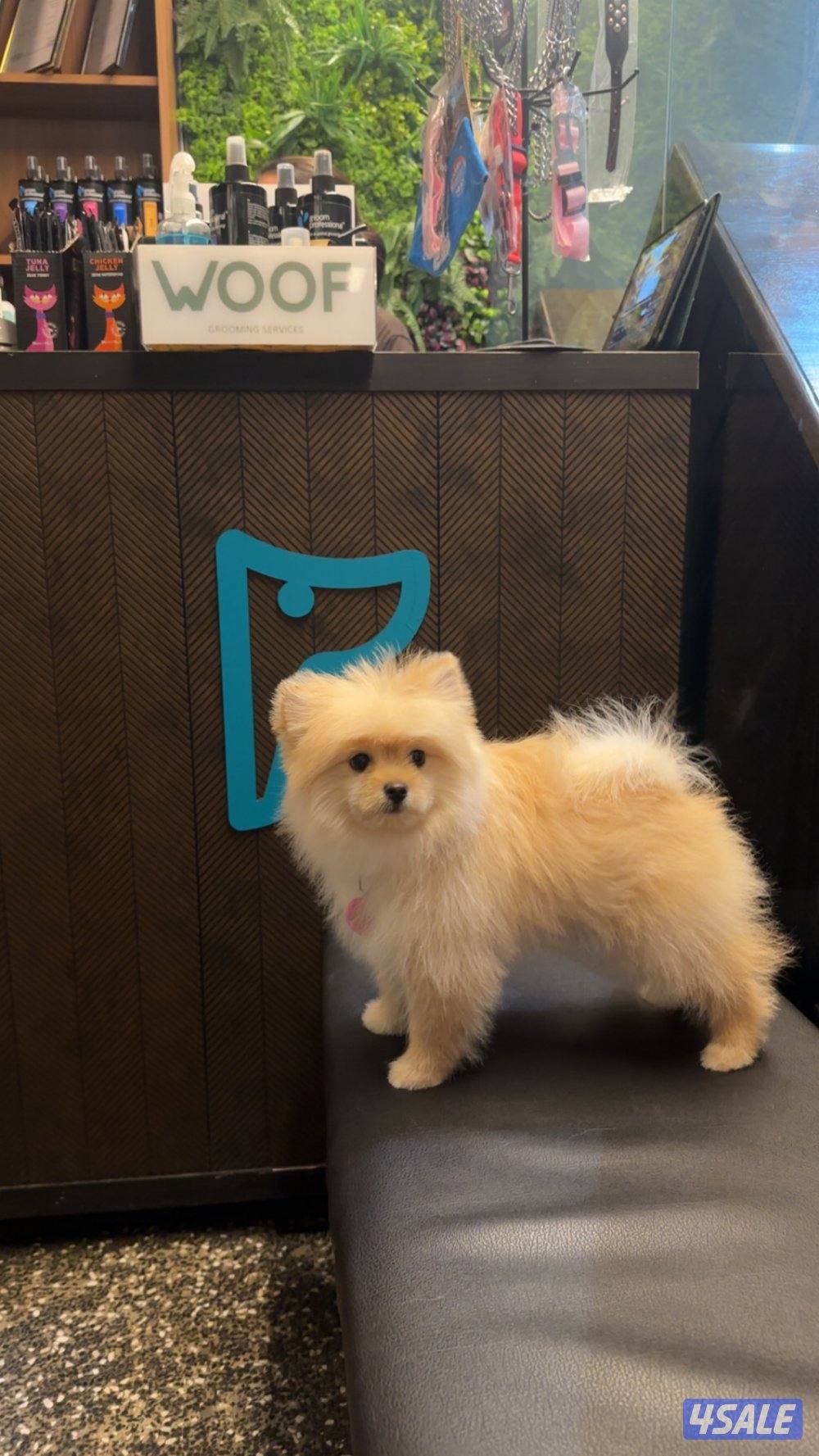 للبيع بروميريان0