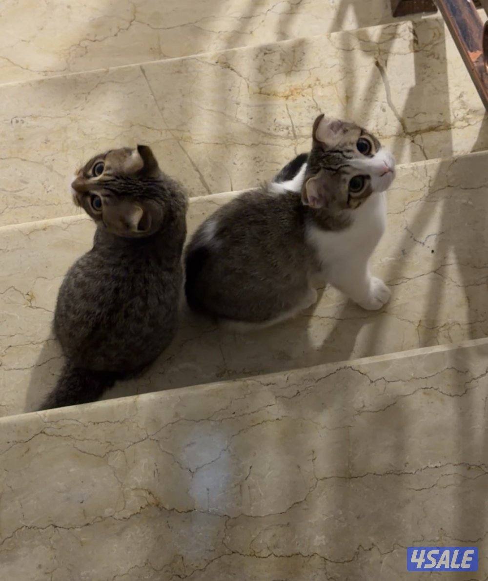 للتبني قطة انثى0