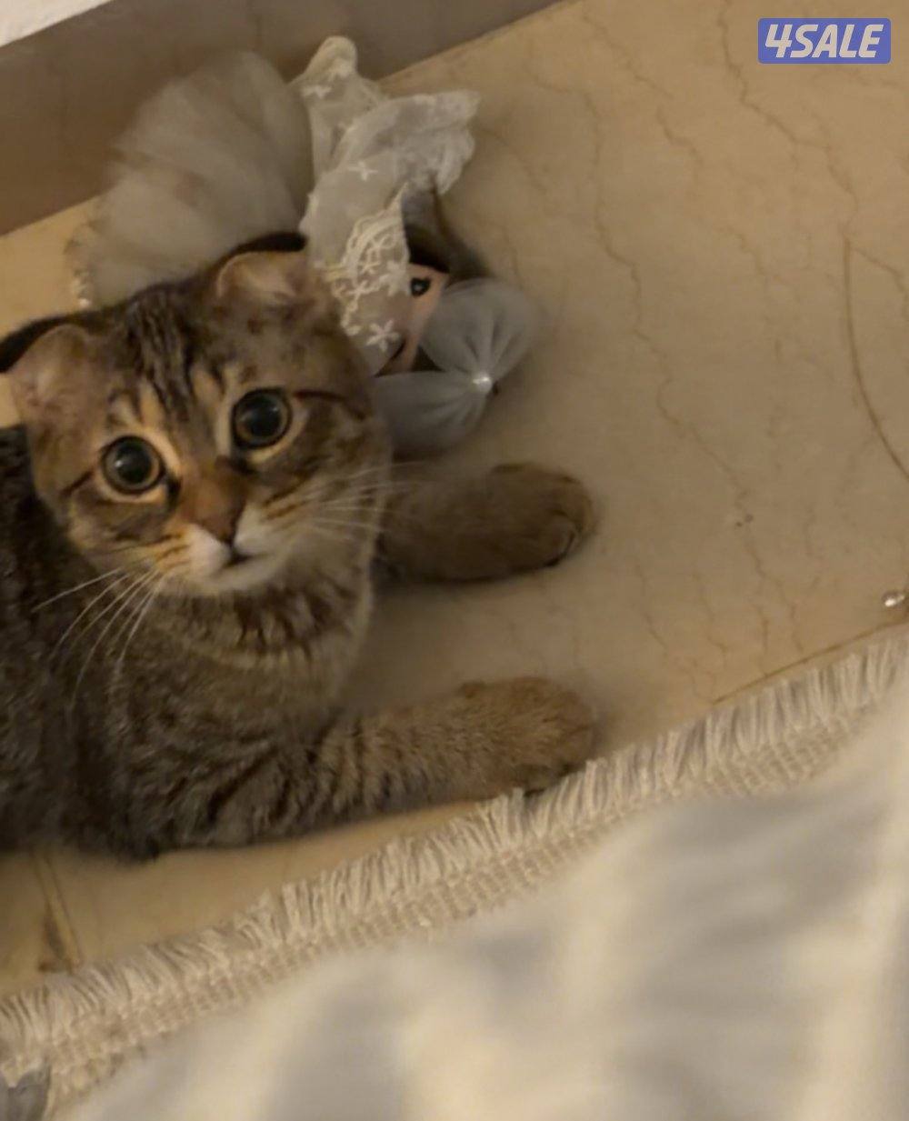 للتبني قطة انثى1