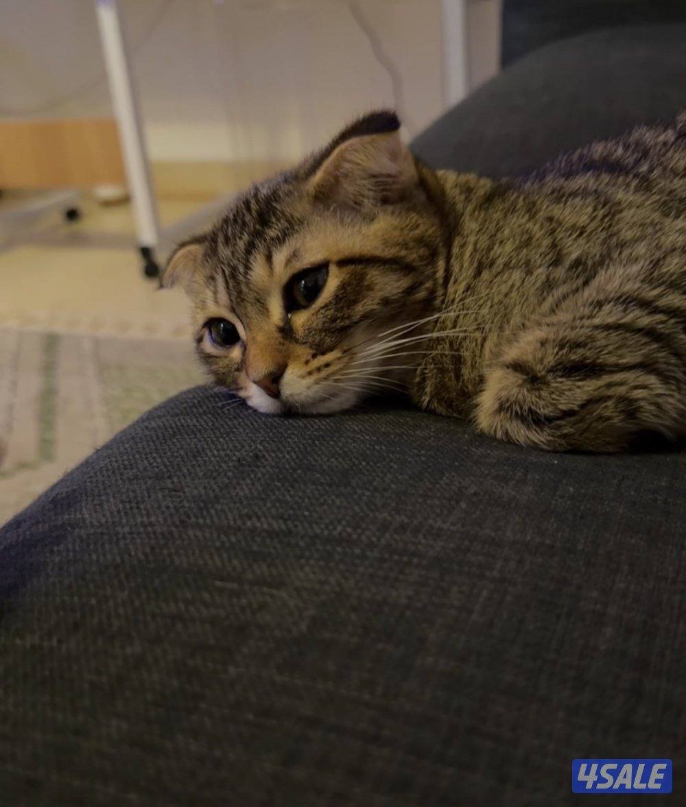 للتبني قطة انثى2