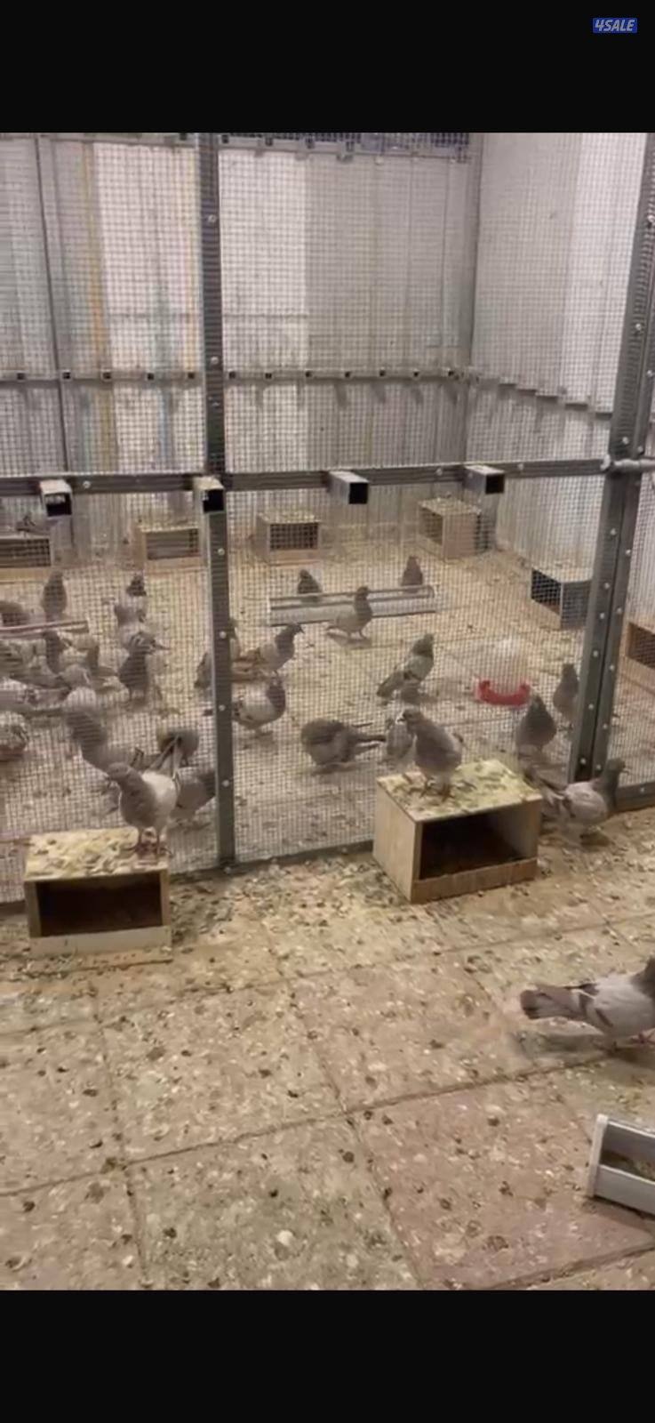 طبات لاحم سلفر العمر من شهر ونص لي 3 شهور الطبه اب 5 د.ك والحبه اب 2.50