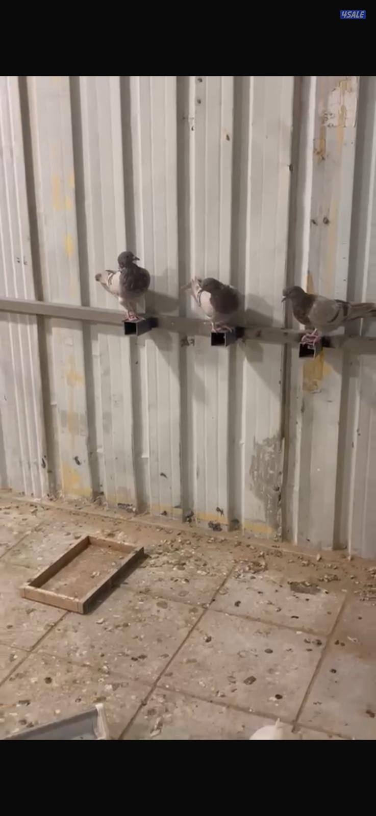 طبات لاحم سلفر العمر من شهر ونص لي 3 شهور الطبه اب 5 د.ك والحبه اب 2.51