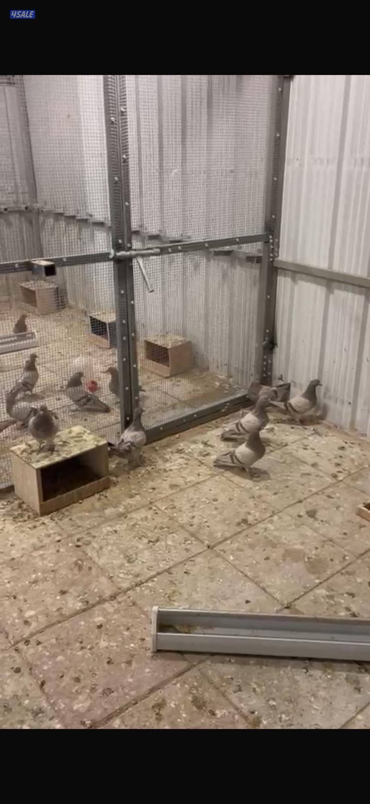 طبات لاحم سلفر العمر من شهر ونص لي 3 شهور الطبه اب 5 د.ك والحبه اب 2.52